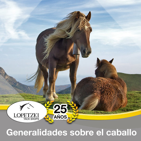 Generalidades sobre el caballo