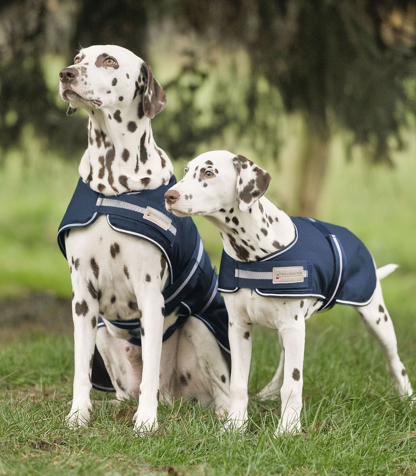 Cobija Impermeable para Perro WH